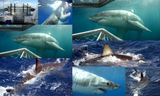 Sharks collage